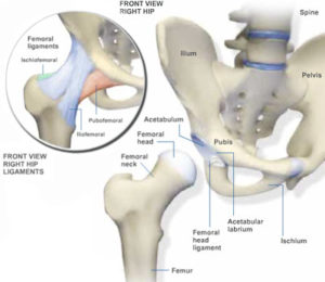 Diagram of the hip joint.